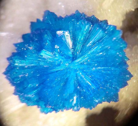 _Cavansit xx-Rosette auf Zeolith im Basalt_MM-Ausschnitt_Wagholi_Poona_Maharashtra_Indien _Peter.jpg