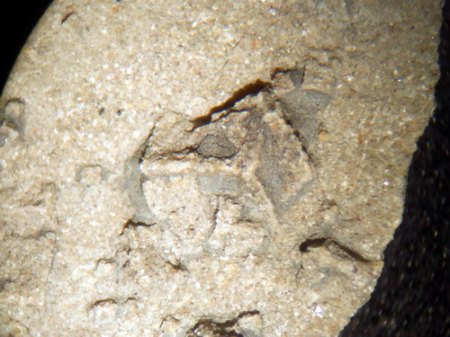 Sand-Halit-Pseudomorphose (2) Neustadt,Kulm.JPG