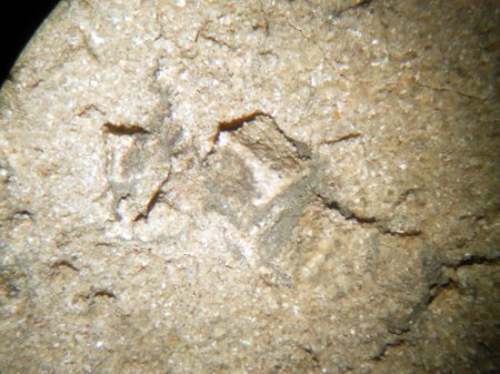 Sand-Halit-Pseudomorphose (3) Neustadt,Kulm.JPG