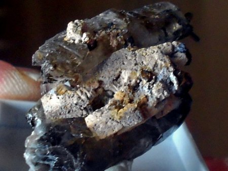 Rhabdophan psm n.Parisit (1) Mt. Malosa,Malawi.JPG