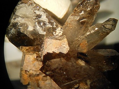 Rhabdophan psm. n. Parisit (2) Mt.Malosa,Malawi .JPG