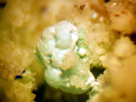 Glaukokerinit (3) Lauriont.JPG