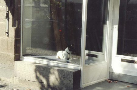 Kurioses_Hund_im_Schaufenster.jpg