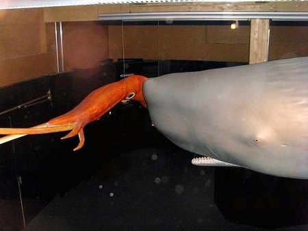 Senckenberg_Tiefsee_Pottwal küsst Riesenkalmar_1a_Peter_29.6.09.JPG