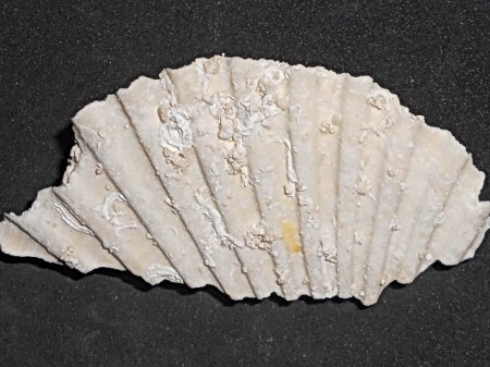 Muschel Fertörakos,UngarnSCN4611.JPG