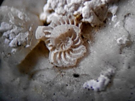 Mikrofossil Fertörakos,UngarnDSCN4648.JPG