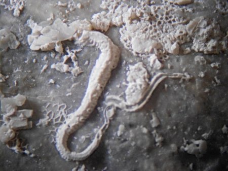 Mikrofossilien Fertörakos,UngarnDSCN4640.JPG