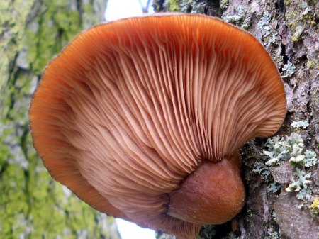 RSCN3841.jpg