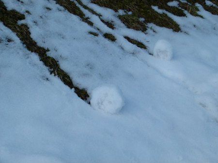 Schneeschnecken.jpg