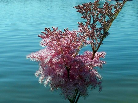 Gartenschau Tirschenreuth 2.JPG