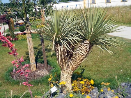 Gartenschau Tirschenreuth 3RSCN0647.JPG