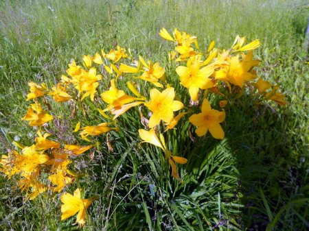Garten 2.jpg