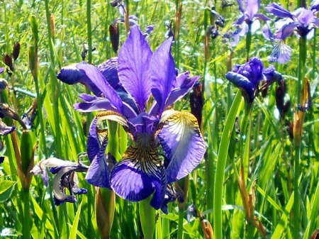 Garten 5.jpg