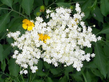 Garten 6.jpg