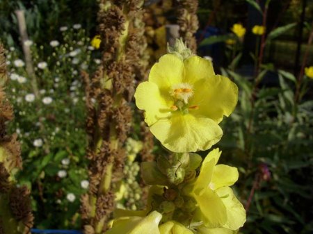 Nastätten_Blüten-Panoramen_4_12 10 08.JPG