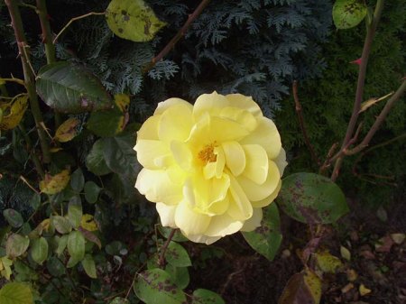 Nastätten_Blüten-Panoramen_10a_12 10 08.JPG