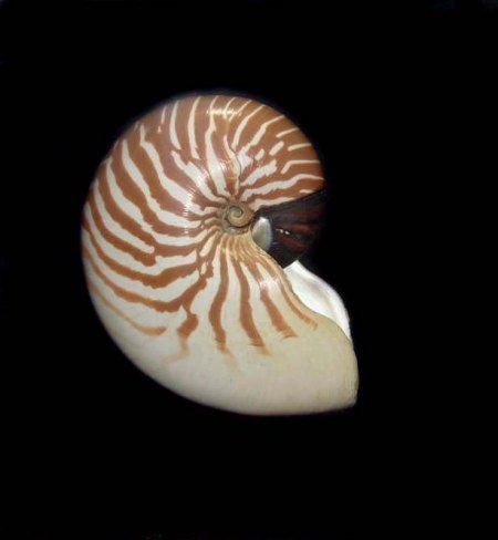 een Perlboot Nautilus.JPG
