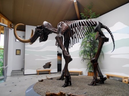 Siegsdorfer MammutDSCN0264.JPG