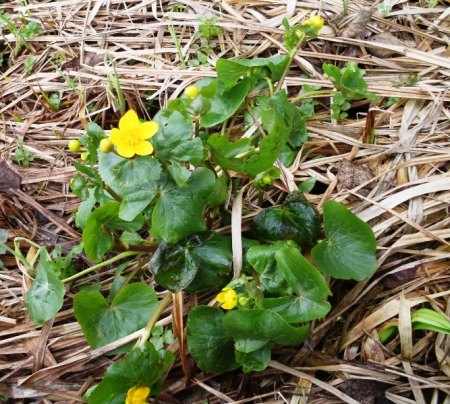 die Natur fängt auch hier an zu blühen.JPG