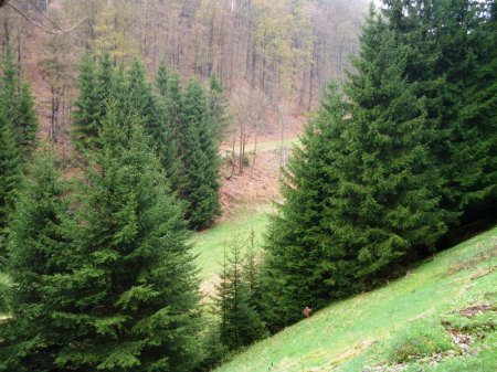 Das Burgbachtal.JPG
