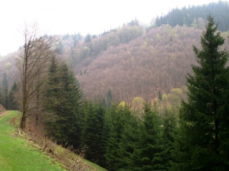 Talimpression - hier mußte ich den Hang hoch !.JPG