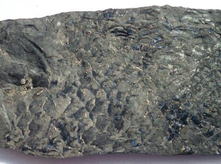 fossiler Teilabdruck von Acanthodes gracilis - einem Stachelhei.JPG