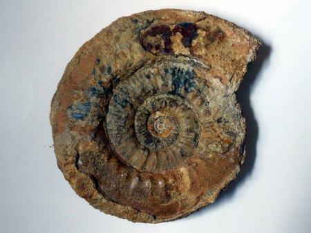 Ammonit Sengenthal RSCN4963.jpg