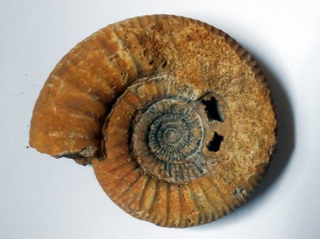 Ammonit SengenthalRSCN4961.jpg