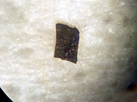 Indium OrlovskoyeTransbaikal,RußlandDSCN5892.JPG