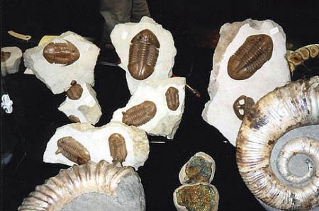 Münchner Mineralienbörse 99_Trilobiten und Ammoniten_Lapis Preis_Peter.JPG