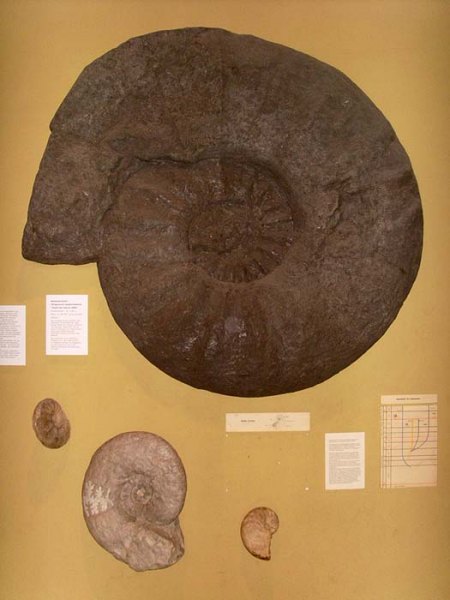 Mainz_Naturhistorisches Museum_Ammoniten_Peter_2.7.09.JPG