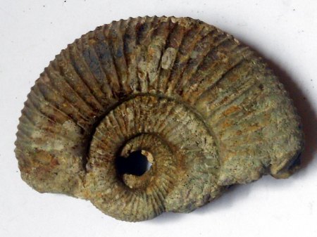 Ammonit Sengenthal EFRSCN4965.jpg