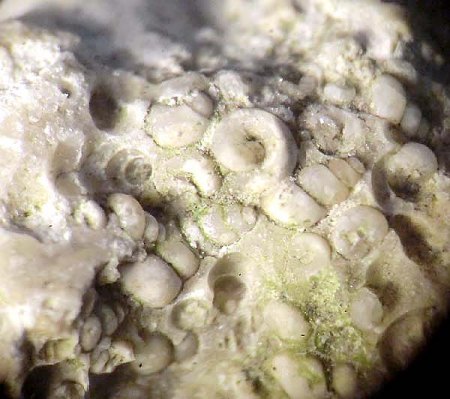_Amöneburg_vor Dyckerhoff-Steinbruch_3.4.2014_Fossilien+Mineralien-Eigenfund Hydrobia + Calcit 4_BB 6 mm_Peter.JPG