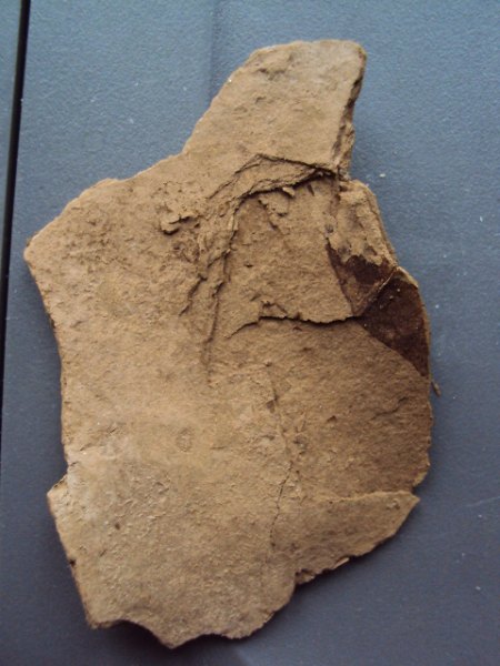 Fossile Funde Seussen2015 003.JPG
