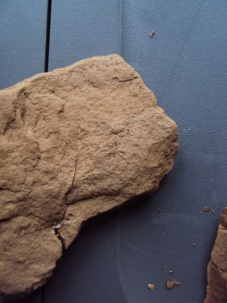 Fossile Funde Seussen2015 005.JPG