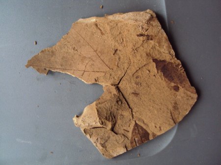 Fossile Funde Seussen2015 008.JPG