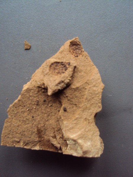 Fossile Funde Seussen2015 012.JPG
