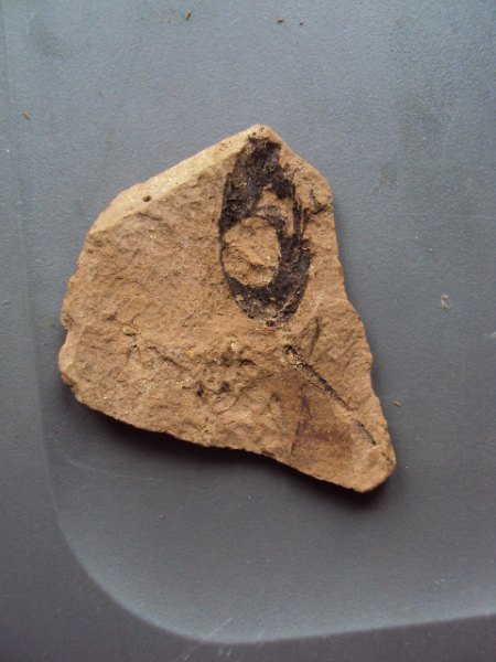 Fossile Funde Seussen2015 010.JPG