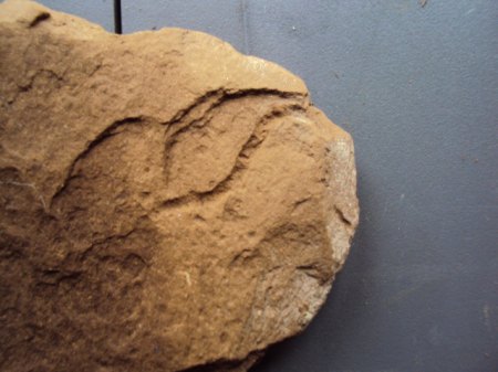 Fossile Funde Seussen2015 015.JPG