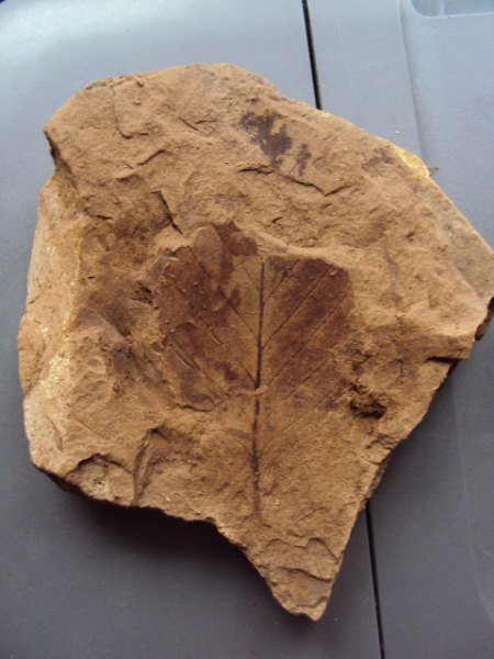 Fossile Funde Seussen2015 014.JPG