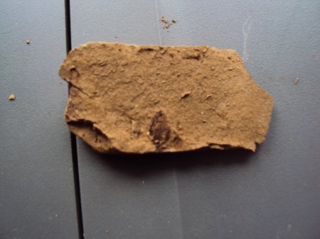 Fossile Funde Seussen2015 013.JPG