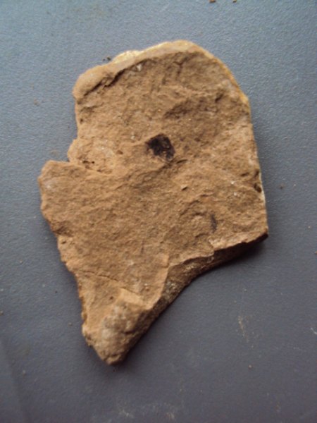 Fossile Funde Seussen2015 017.JPG