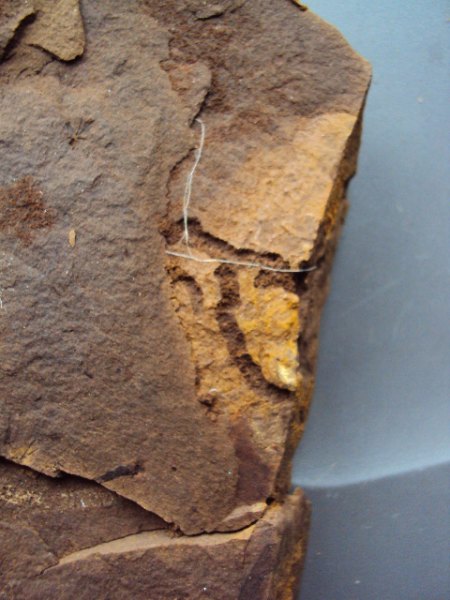 Fossile Funde Seussen2015 016.JPG