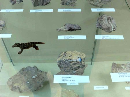 _Korbach_Altstadt_Museum_Korbacher Spalte_Procynosuchus_27.6.13.JPG
