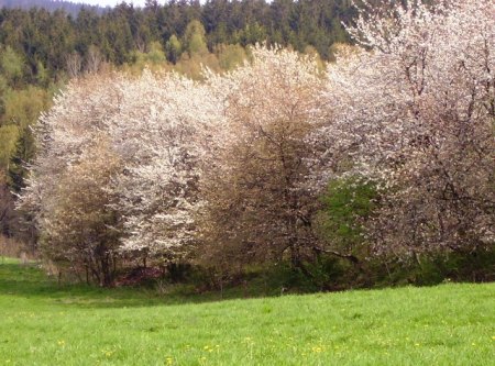 Blühende Kirschen auf der Kirschbaumhalde.jpg