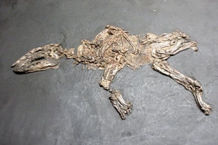 Propalaeotherium palvium Grube  Messel.JPG