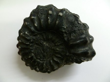Ammonite Peru.JPG