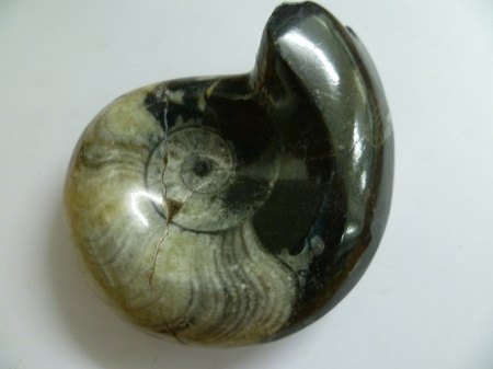 Ammonite Marokko.JPG