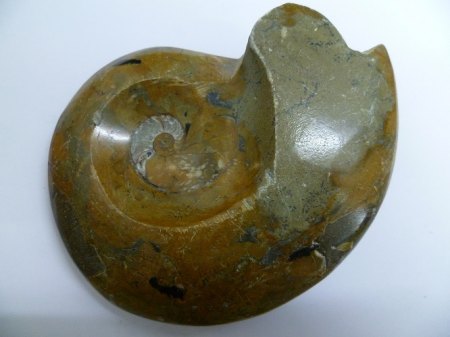 Ammonite Marokko .JPG