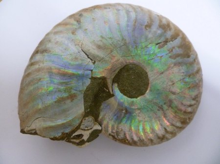 Ammonite irisierend Madagaskar.JPG